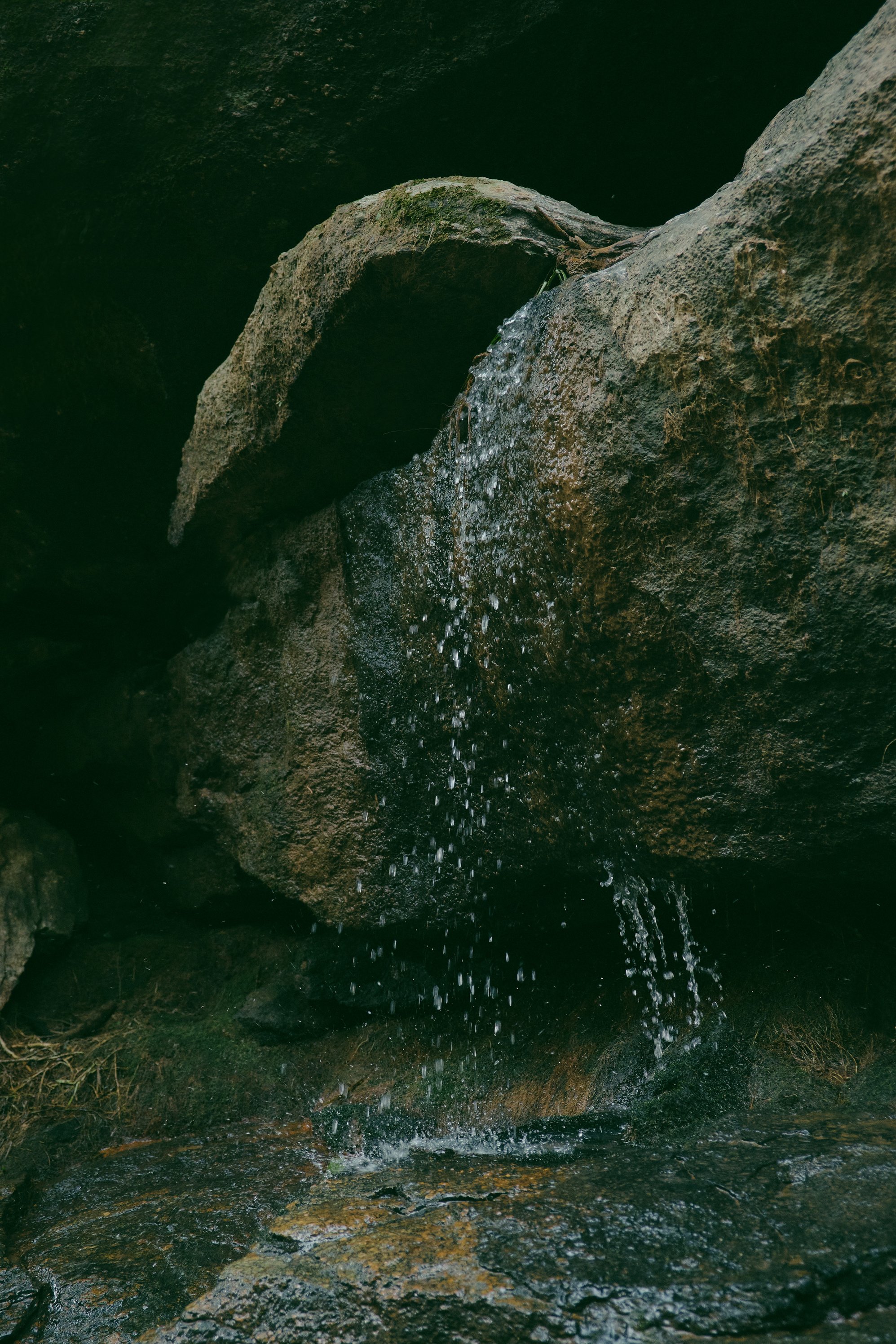 Adventure Travel: Tree Climbing Water Flowing on a Rock